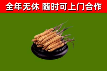 源城烟酒回收冬虫夏草.jpg