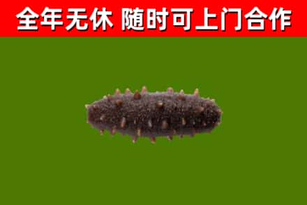 源城烟酒回收干海参.jpg